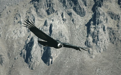 黑鸟飞过灰色山脉
